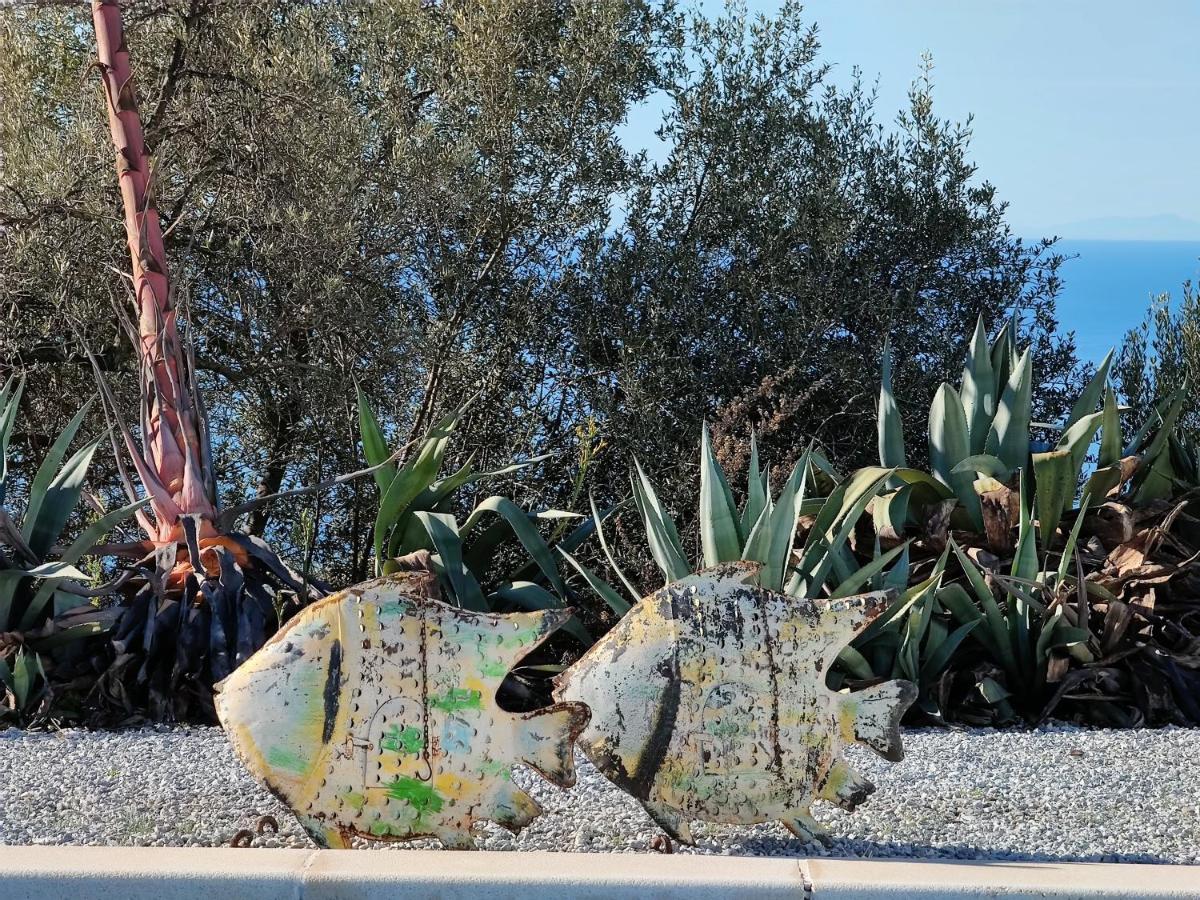 Campo Agave Sayalonga
